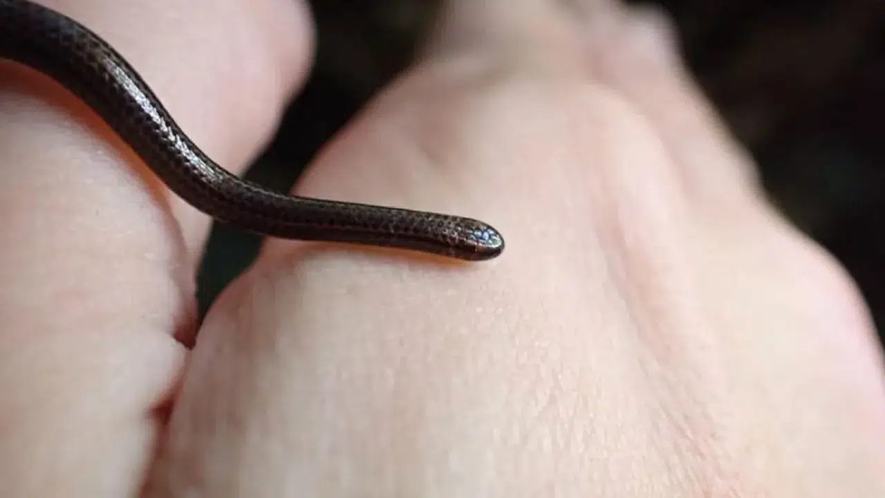 EN KÜÇÜK  YILAN HANGİSİ! Nerede ve hangi ülkede?