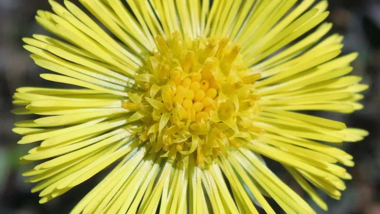 BİTKİ Ö HARFİ İLE VAR MI! İsim Şehir Oyunu İçin Ö Harfiyle Başlayan Bitkiler Hangileri?