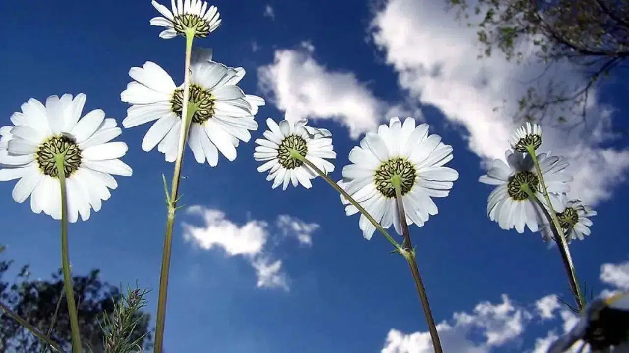 ÜÇÜNCÜ CEMRE NE ZAMAN DÜŞECEK!