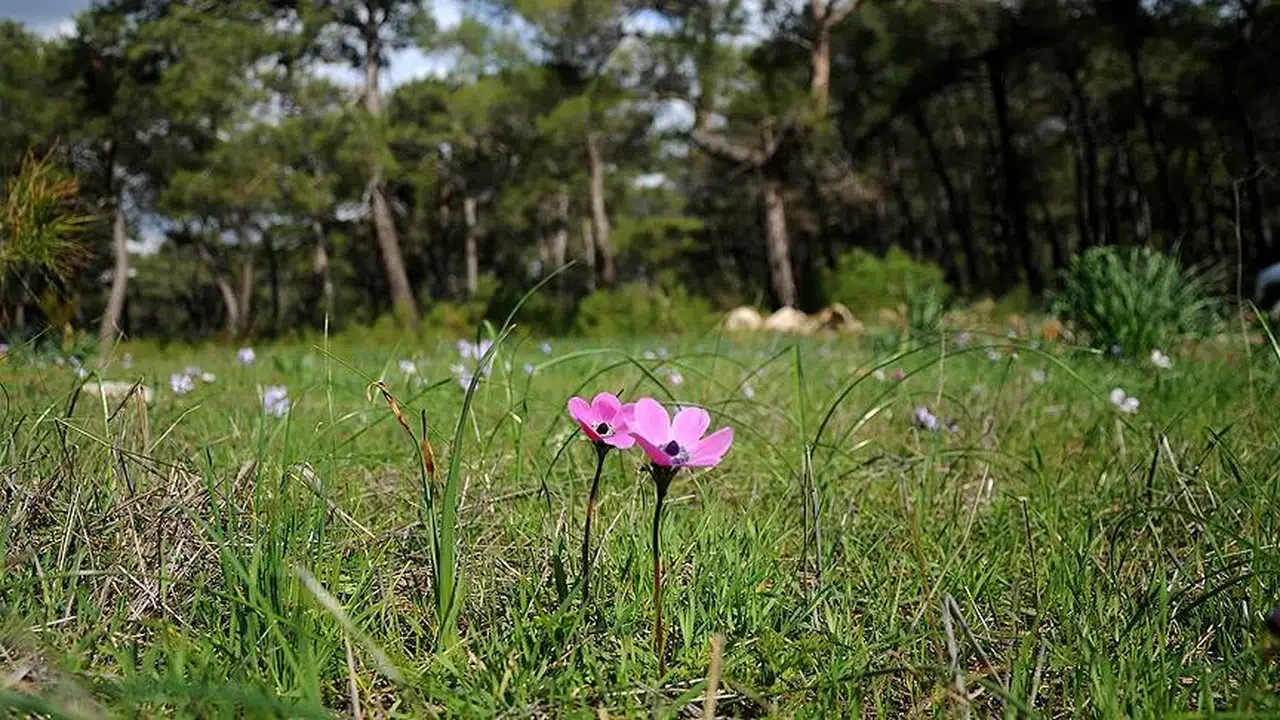 SON CEMRE BUGÜN (5MART) DÜŞTÜ MÜ? İlkbahar başladı mı, kaçıncı cemre düştü?