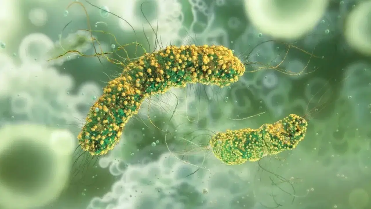 Vücutta kurt belirtileri nelerdir, nasıl anlaşılır ve vücutta kurt temizliği nasıl yapılır?