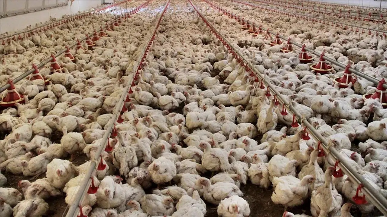 KÜMES HAYVANLARI ÇİFTLİĞİ NASIL KURULUR!