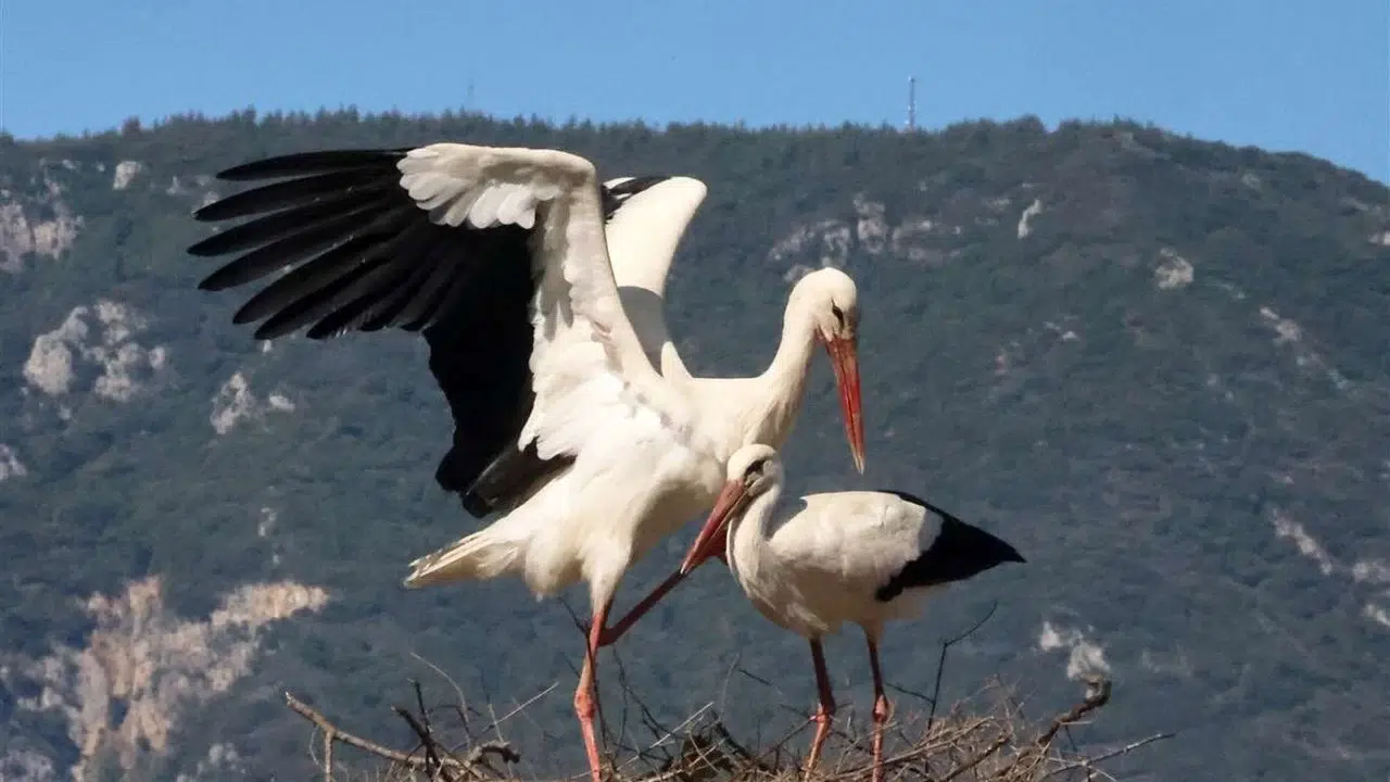 Yaren Leylek Kaç Yaşında, Leylekler Kaç Yıl Yaşar, Türkiye’de Göç Dönemi Ne Zaman Başlar ve Biter?