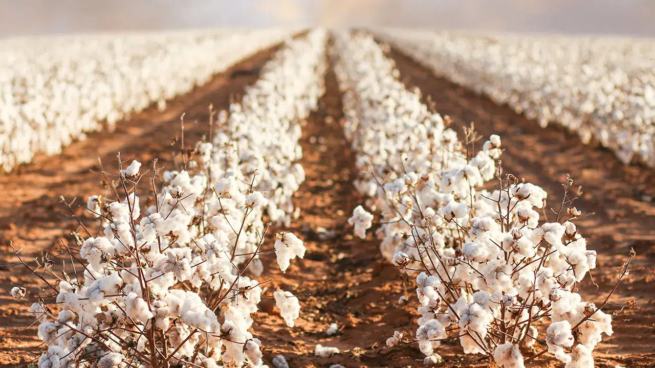 ŞANLIURFA PAMUK FİYATLARI NE KADAR OLDU 2026? Kilogram fiyatı kaç TL?