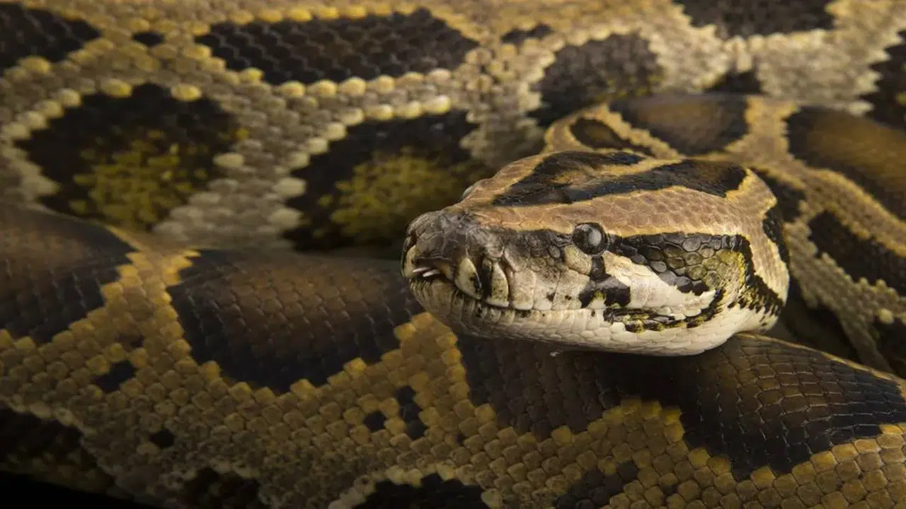 Dünyanın en büyük yılanları hangileri? boyları kaç metre, ne kadar yaşadılar? Dev yılan resimleri!
