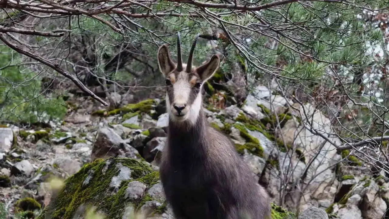 Gümüşhane’de Çengel Boynuzlu Yaban Keçileri Dronla Görüntülendi!