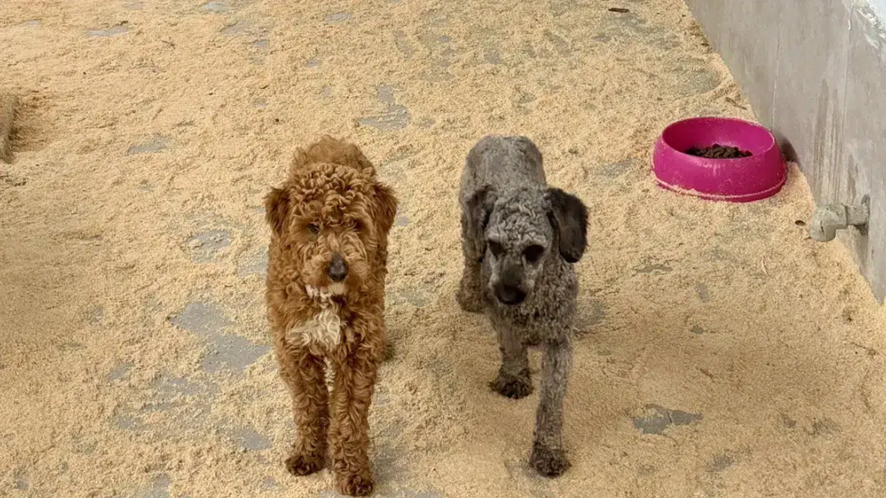 Edirne'de Kaçak Üretim Ağı Çökertildi! 88 Köpek Kurtarıldı, Ceza Rekor Kırdı