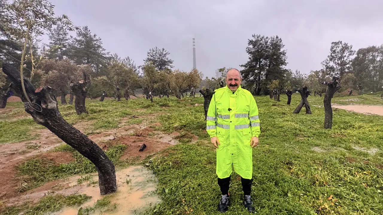Milas’ta termik santral sahasında zeytin ağaçları taşındı