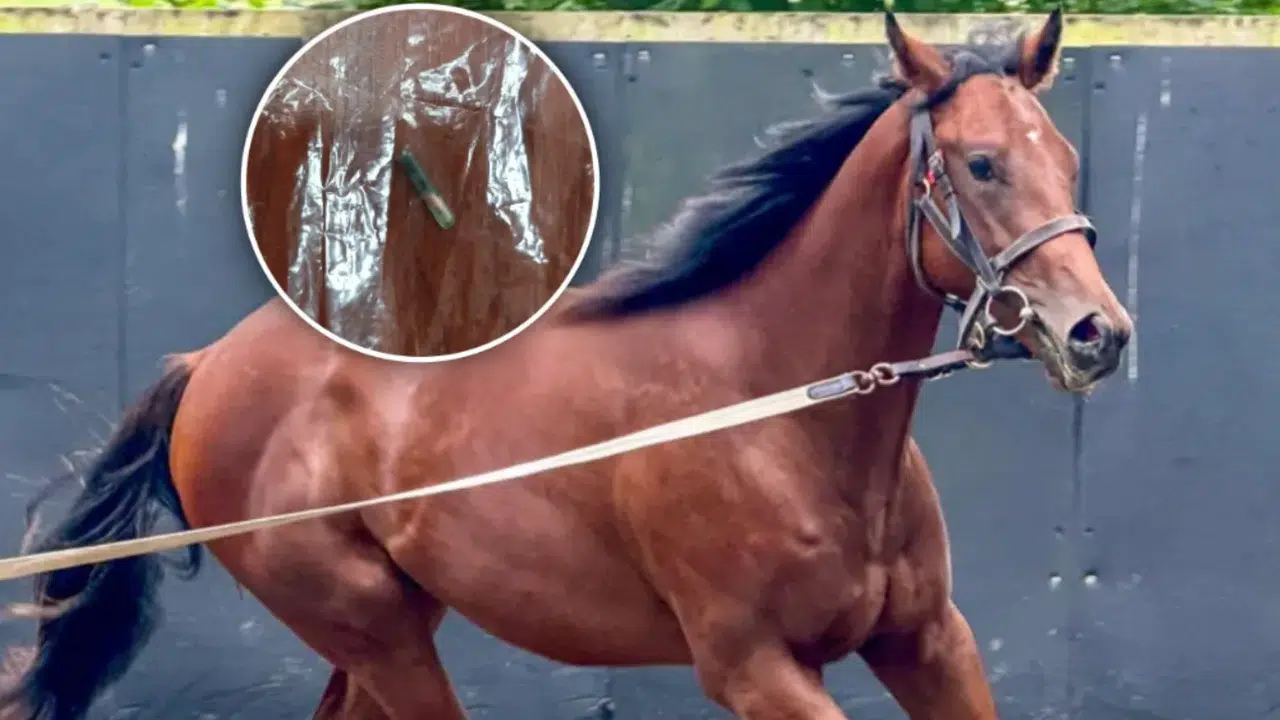 MERSİN’DE KAVURMA SKANDALI! At eti nasıl ortaya çıktı, elektronik kimlik çipi nasıl bulundu, kaç kilo kavurma imha edildi?