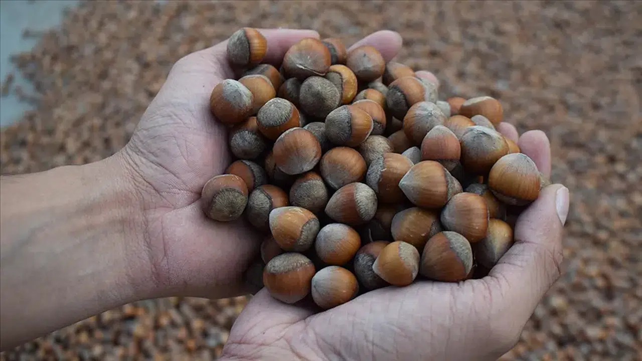 GÜNCEL FINDIK FİYATLARI 4 MART 2026! Serbest Piyasada İl İl Fındık Fiyat Listesi? (Giresun, Ordu, Trabzon)