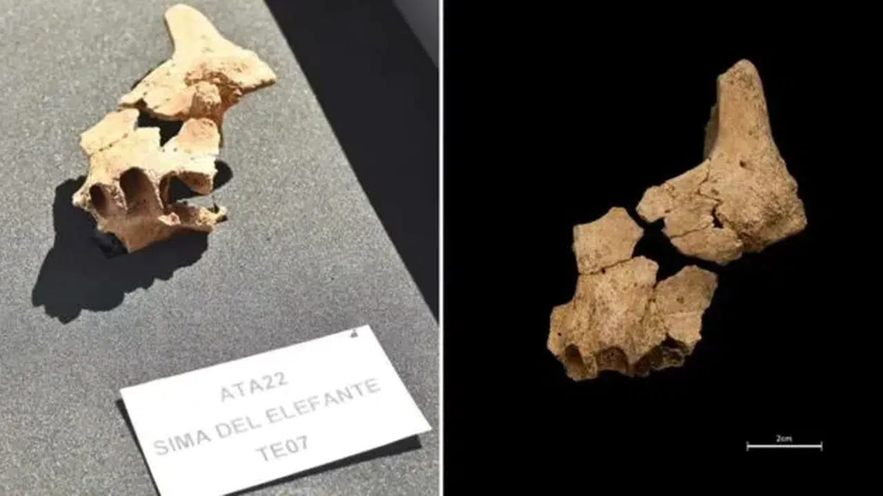 EN EKİ İNSAN KAÇ YIL ÖNCE YAŞAMIŞ? Avrupa’nın En Eski İnsan Fosili Nerede Bulundu, Nasıl Bulundu?