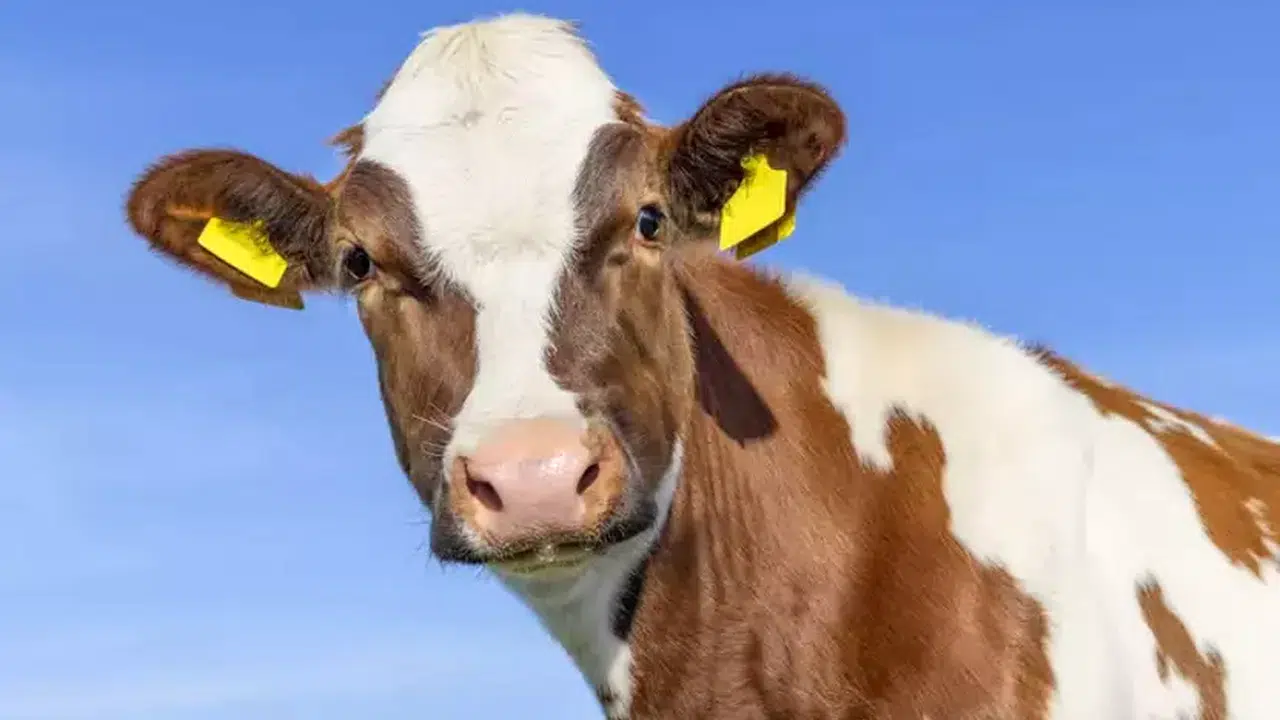 SÜTÜN YAĞ ORANI NASIL ARTTIRILIR? İneklerde süt verimi neden düşer, hayvan konforu süt kalitesini etkiler mi?