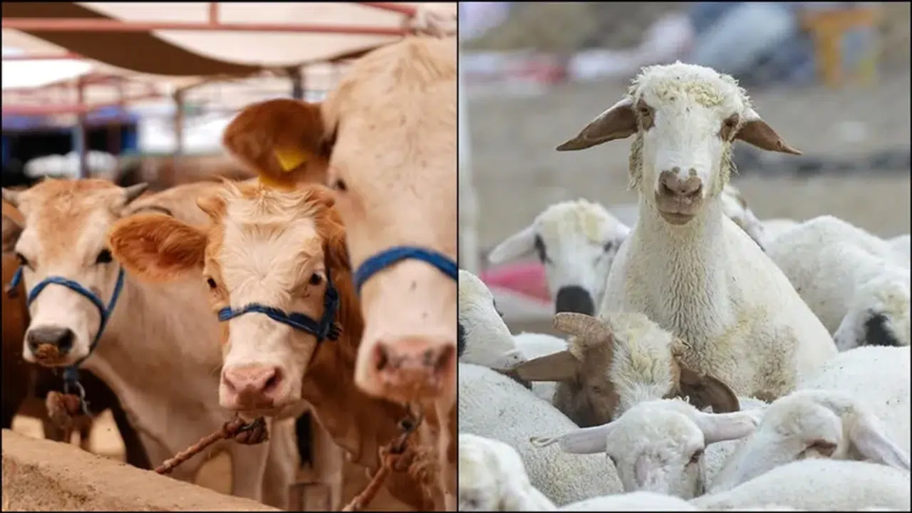 2026 KURBANLIK FİYATLARI NE KADAR! Büyükbaş ve Küçükbaş Kurbanlık Fiyatları Kaç TL Oldu?