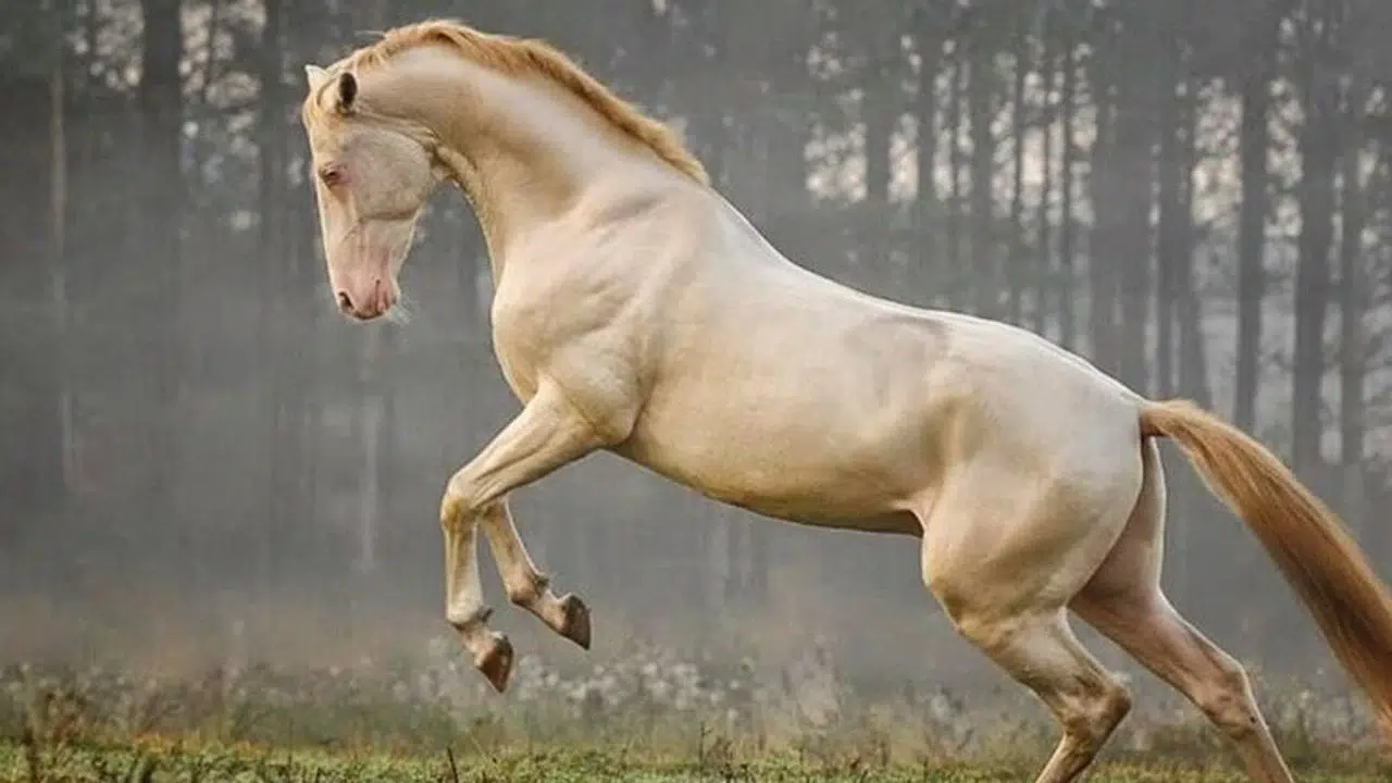 TÜRKMENİSTAN'IN KANATLARI ATLARI NEREDE VE NASIL YAŞADI! Şuan varlar mı, değeri ne kadar?