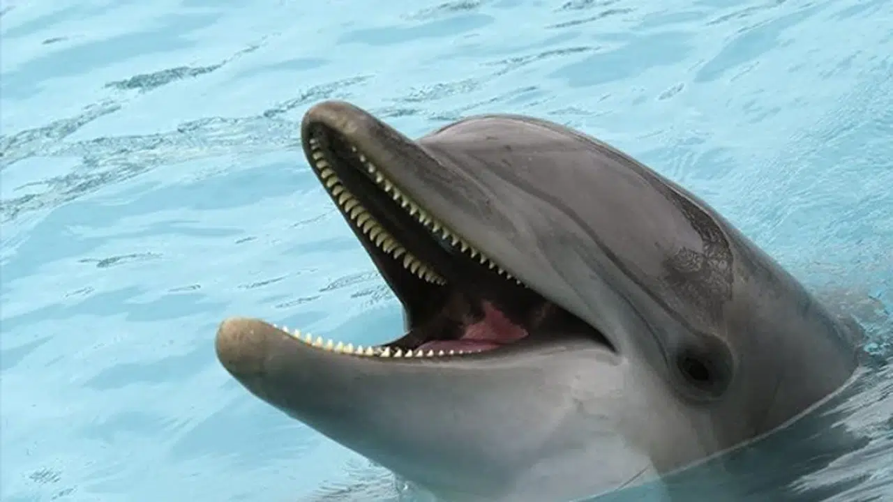 Yunuslar Hakkında İlginç Bilgiler Neler? Yunusların Özellikleri, Davranışları ve Bilinmeyen Gerçekleri