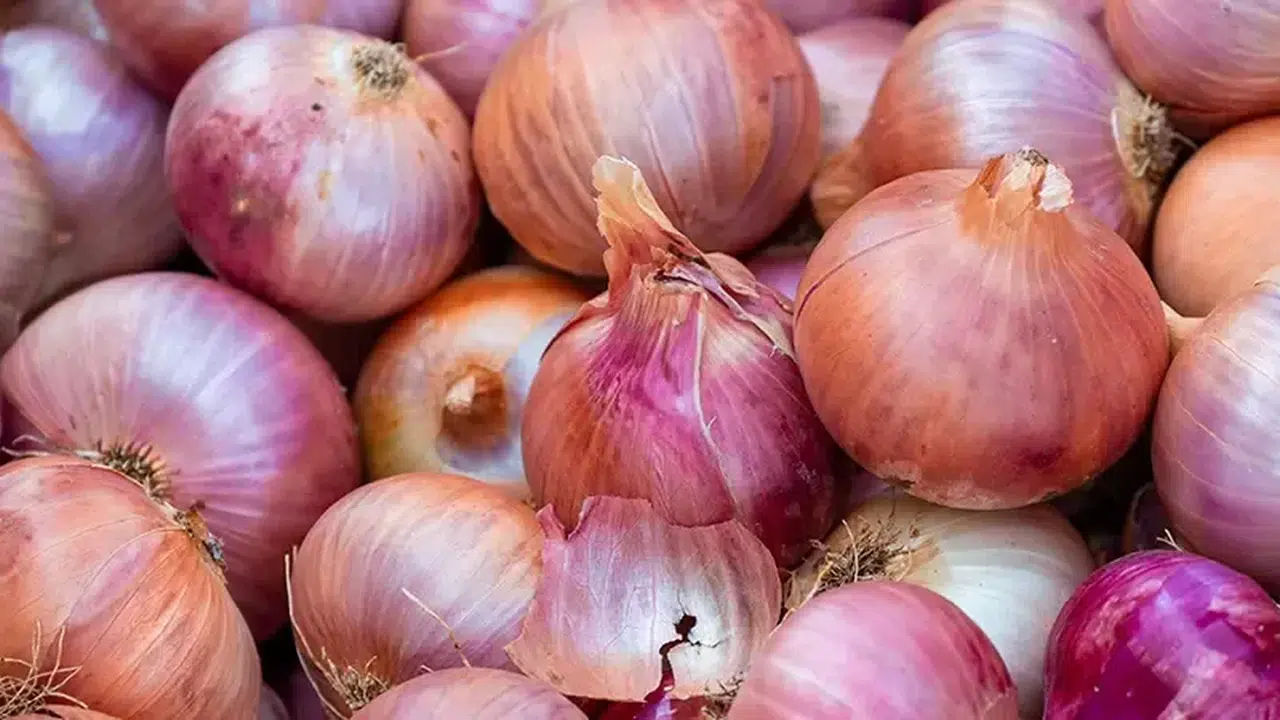 GÖZYAŞI ÇIKARMAYAN SOĞAN! Japonların 20 Yılda Geliştirdiği Soğan Türkiye'ye Ne Zaman Gelecek?