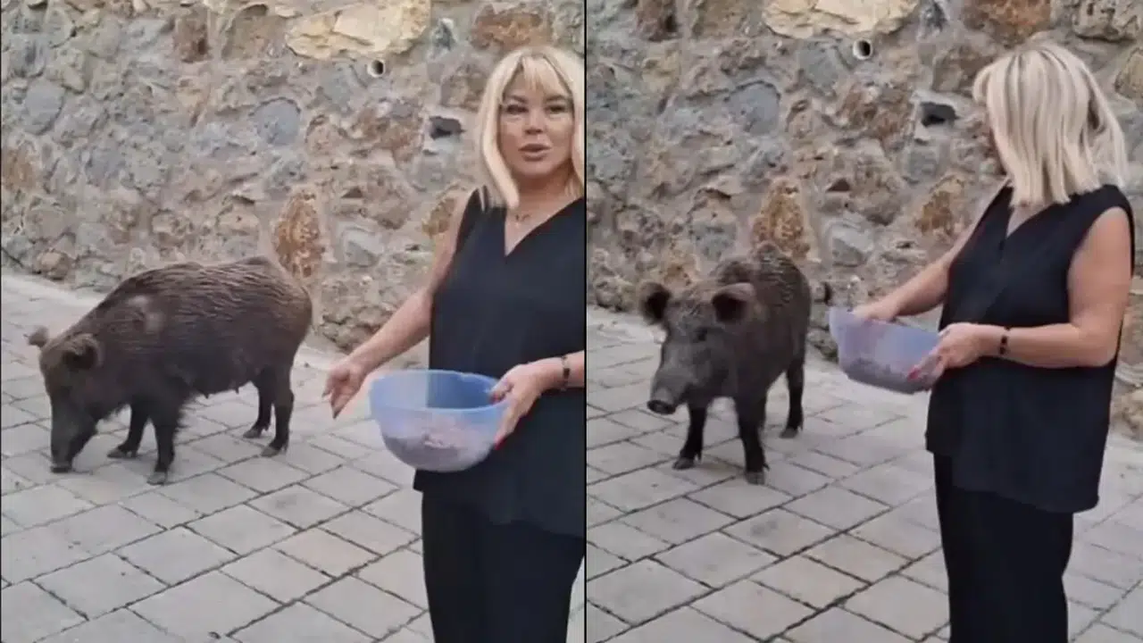 Safiye Soyman’dan olay görüntü! Yaban domuzunu elleriyle besledi