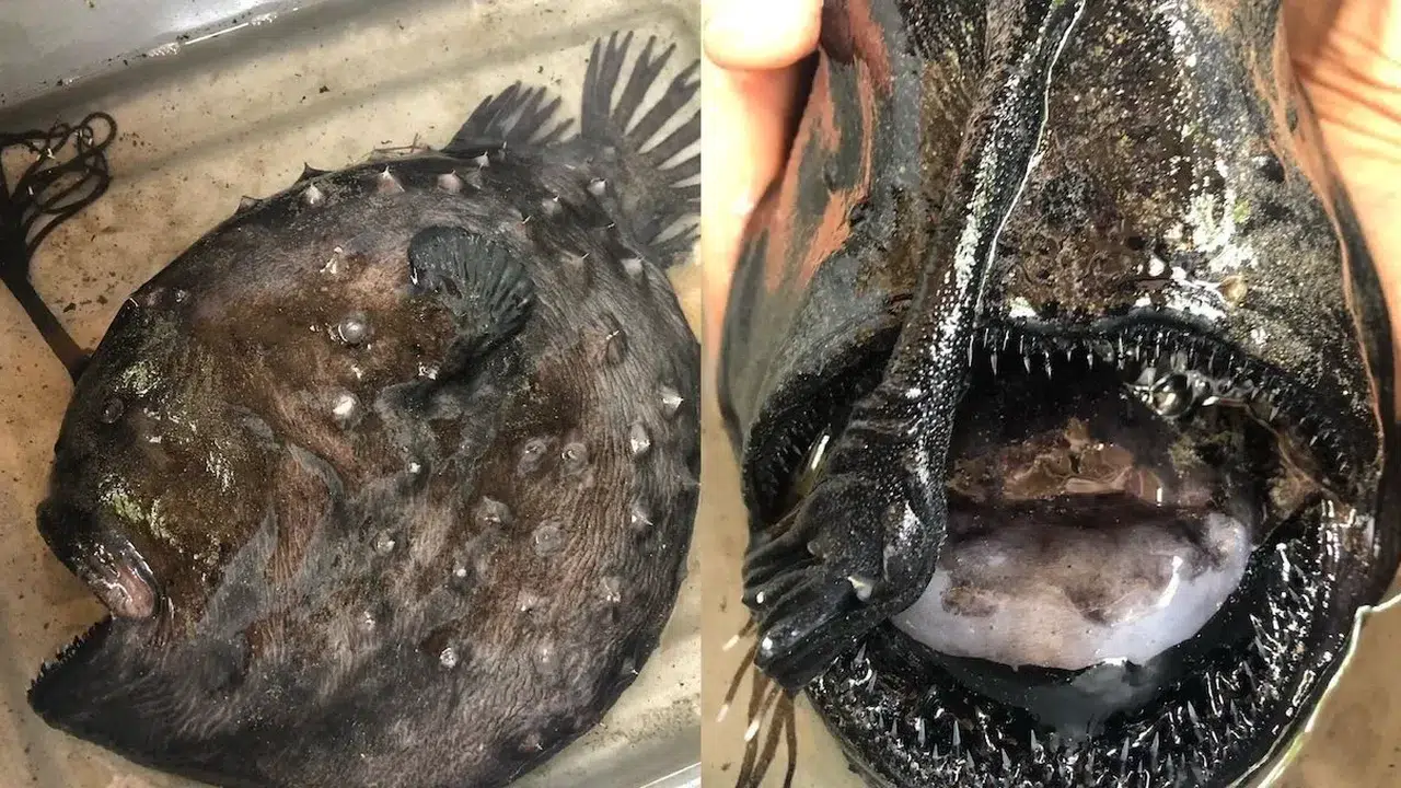 Parlayan Av Organıyla Tanınan Pasifik Futbol Balığı Kıyıda Bulundu!