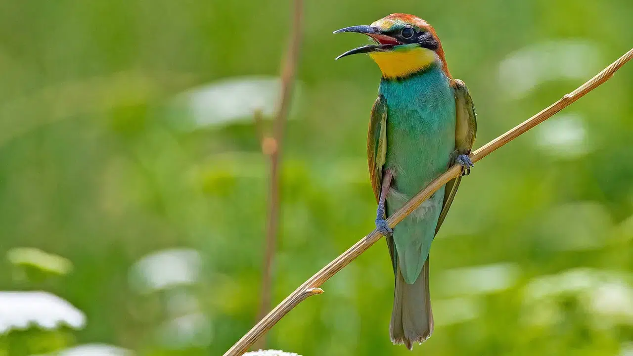 Serçe, Flamingo, Kartal Gagaları Neden Farklıdır! Kuşların Gagası Ne İşe Yarar, Nasıl Beslenirler?