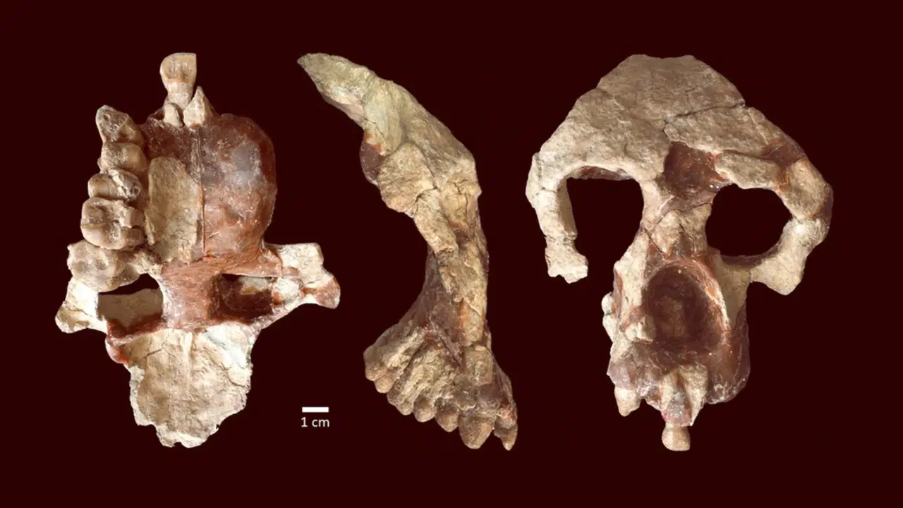 EN ESKİ İNSAN! Avrupa’nın En Eski İnsan Fosili Nerede Bulundu, Atapuerca Kazısında Ne Ortaya Çıktı?