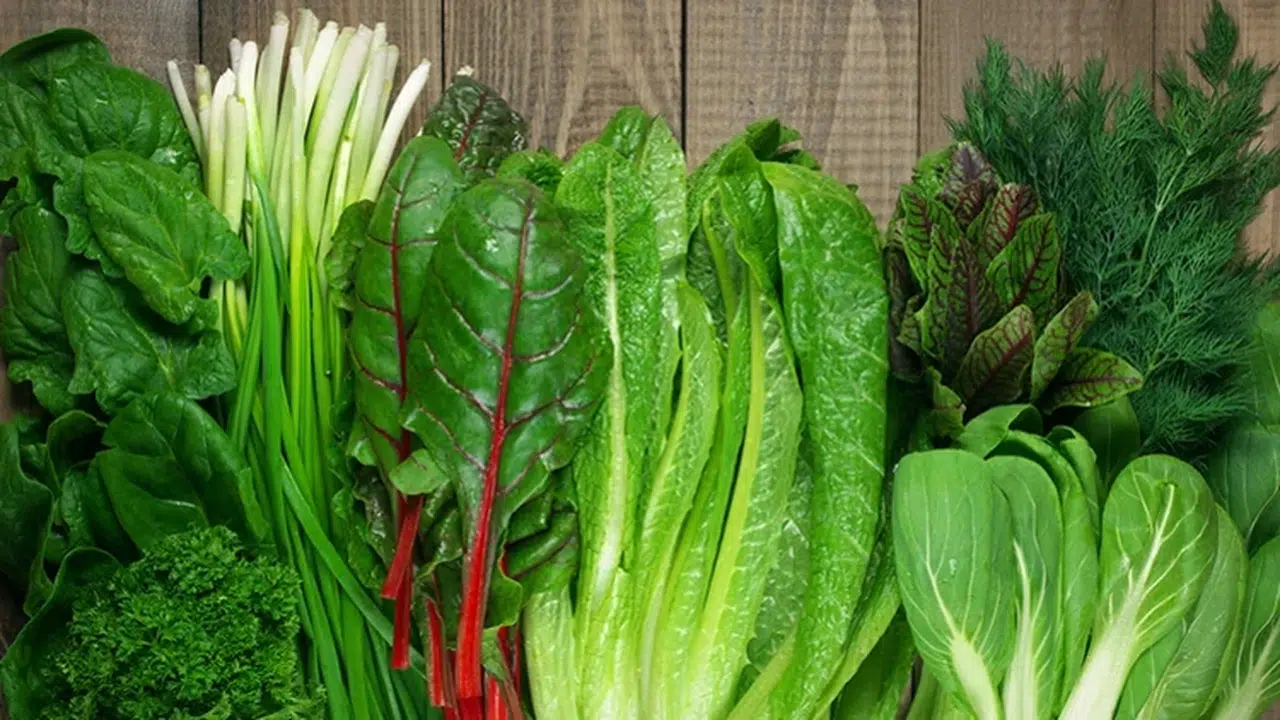 TAZE YEŞİLLİKLER NASIL SAKLANIR? Marul, ıspanak ve roka için pratik yöntemler