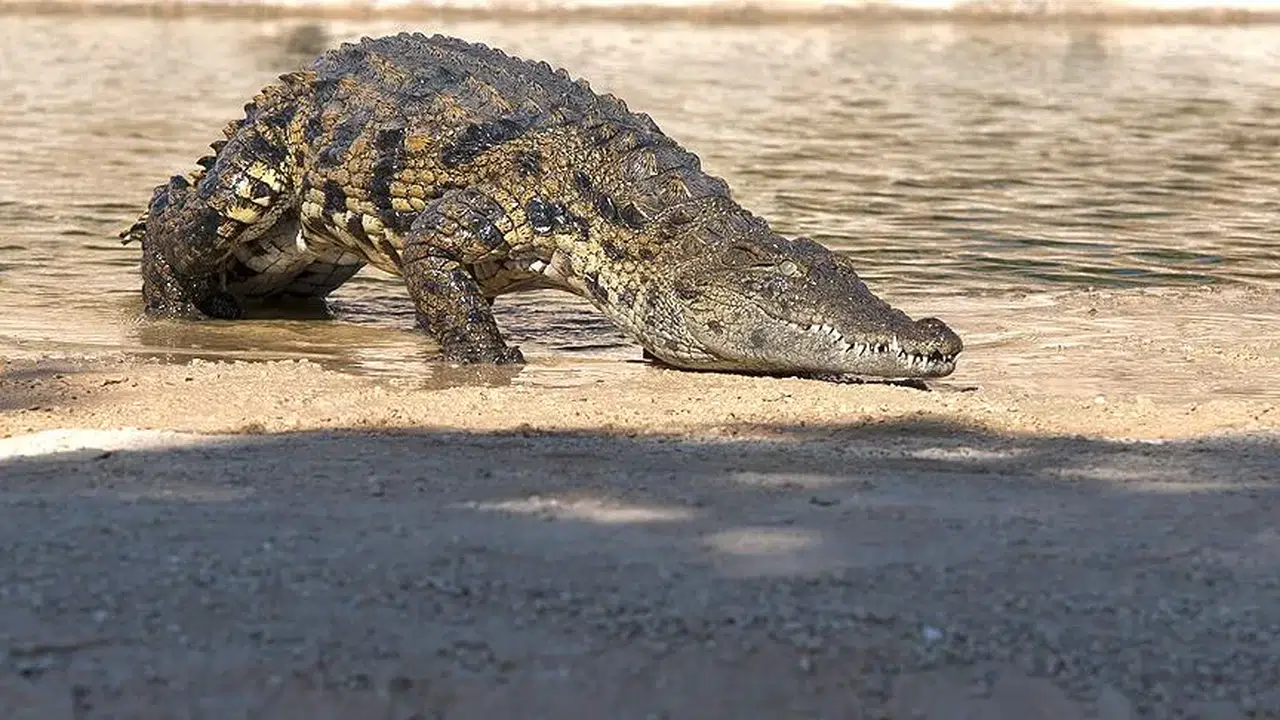 RÜYADA EVDE TİMSAH GÖRMEK! Ne anlama gelmektedir?