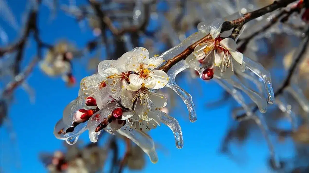 Çorum’da zirai don ne zaman başlayacak ve üreticiler hangi önlemleri almalı?