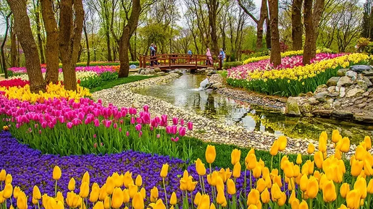 İstanbul Lale Festivali 2026 ne zaman, Emirgan Korusu'nda laleler açtı mı?