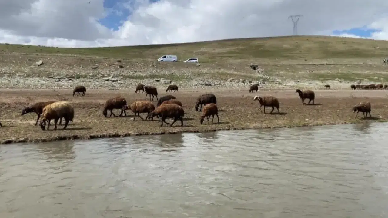 Maaşı duyan inanmıyor ama kimse gitmiyor: Patnos’ta 120 Bin TL’lik çoban çıkmazı!