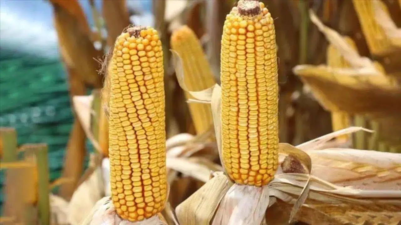 Ticaret Bakanlığı’ndan mısır hamlesi: İthalatta dev kontenjan, vergiye fren!