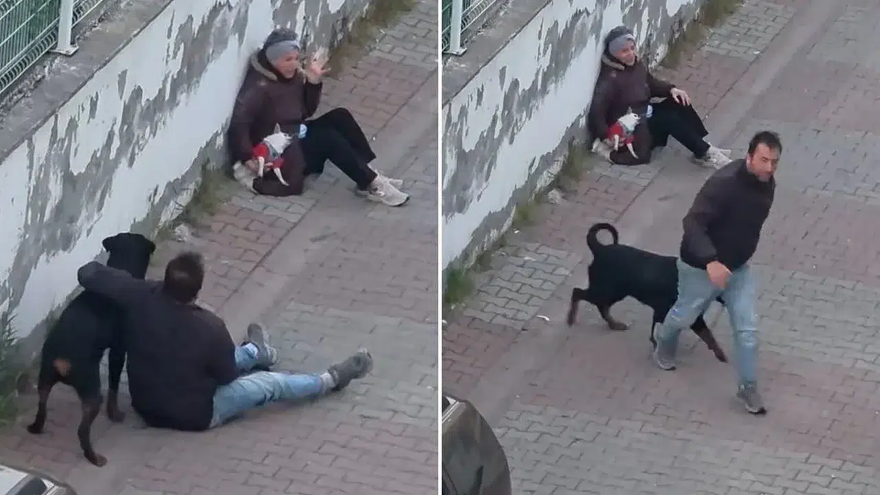 İstanbul'da rottweiler vahşeti! Sahibi kaçtı, küçük köpek ölümle pençeleşiyor!