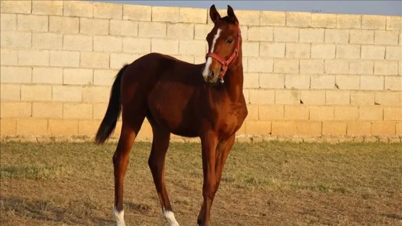 Atların alnındaki gizemli imza: Herkes görüyor ama adını kimse bilmiyor!