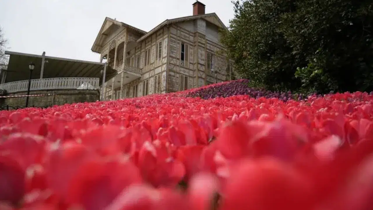 İstanbul park ve korularında 3 milyon 580 bin lale çiçek açtı