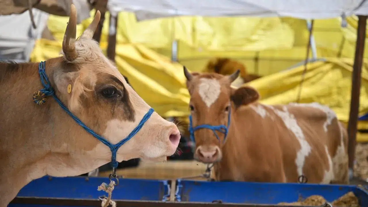 Kurban Bayramı cezaları neler 2026? Kaçak kesim cezası kaç TL, kurallara uymayana ne olacak?