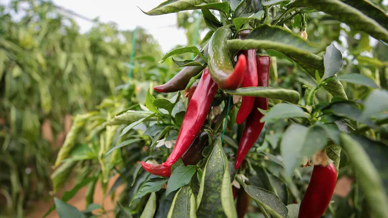 Zirai ilaçlara dijital takip: B-Reçete geliyor