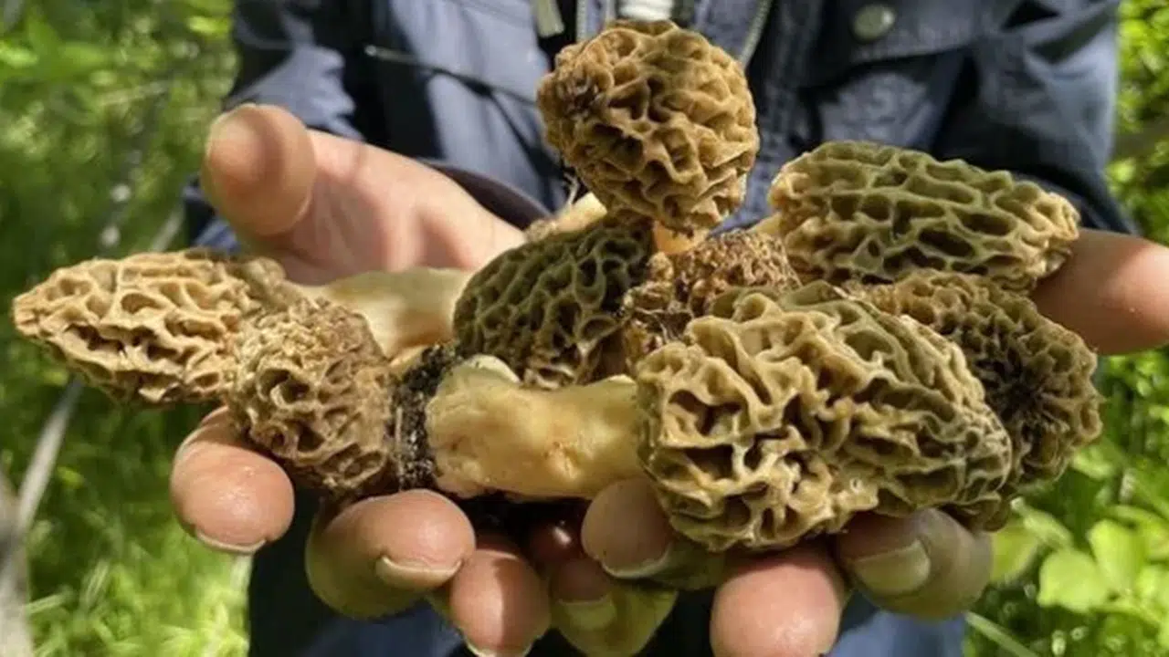 Kuzugöbeği mantarı ne zaman çıkar, nerede yetişir? Kilosu 4.000 TL’den satılan servet!