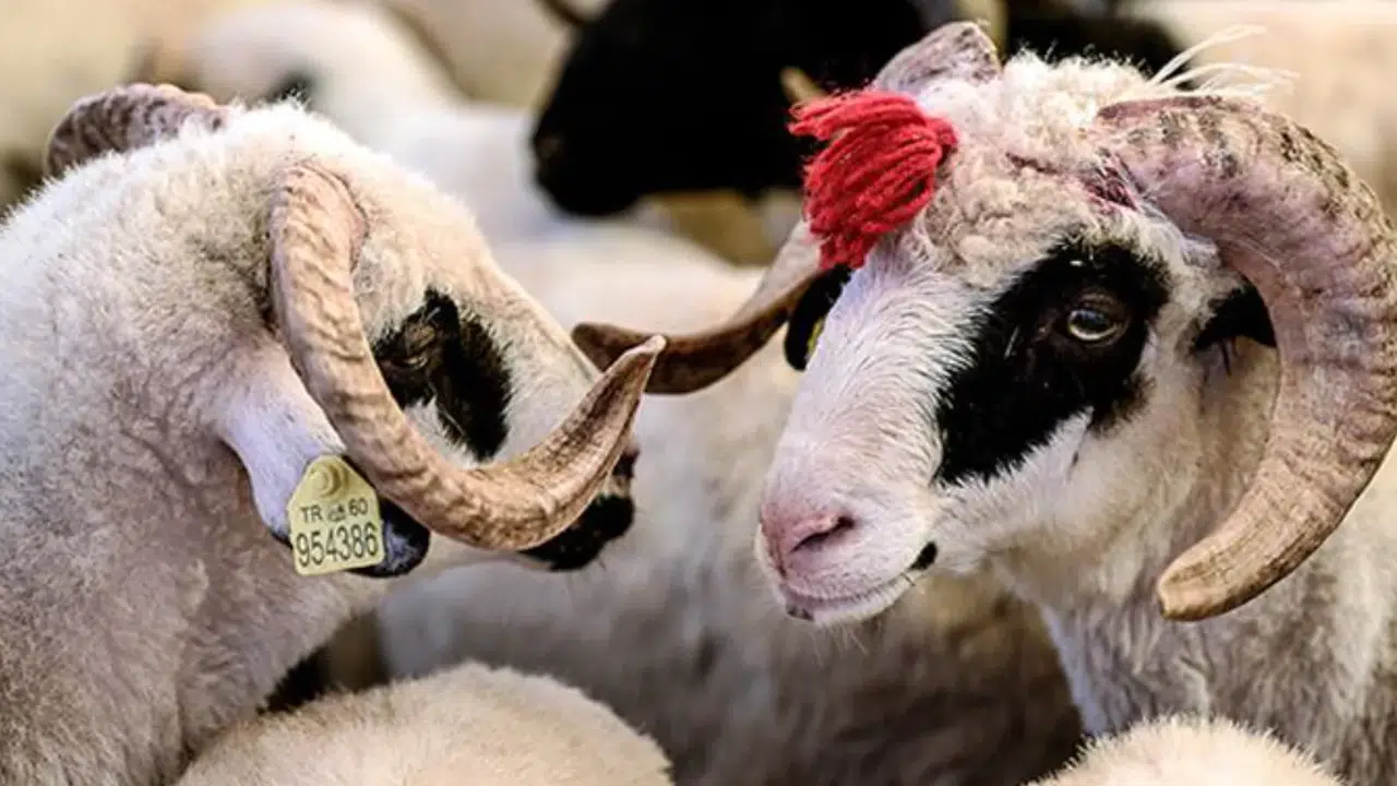 2026 Kurban Bayramı ne zaman, ayın kaçında? Bayram tatili kaç gün, 9 gün olacak mı? İşte Diyanet takvimi ve tarihler