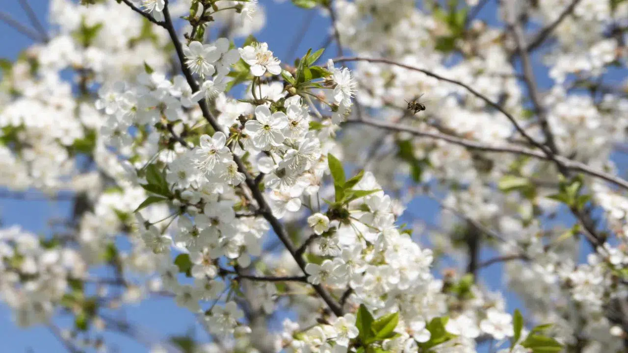 Meteoroloji’den 'bahar' çıkartması! Yağmurlar ne zaman bitecek? İşte il il hava tahmini!