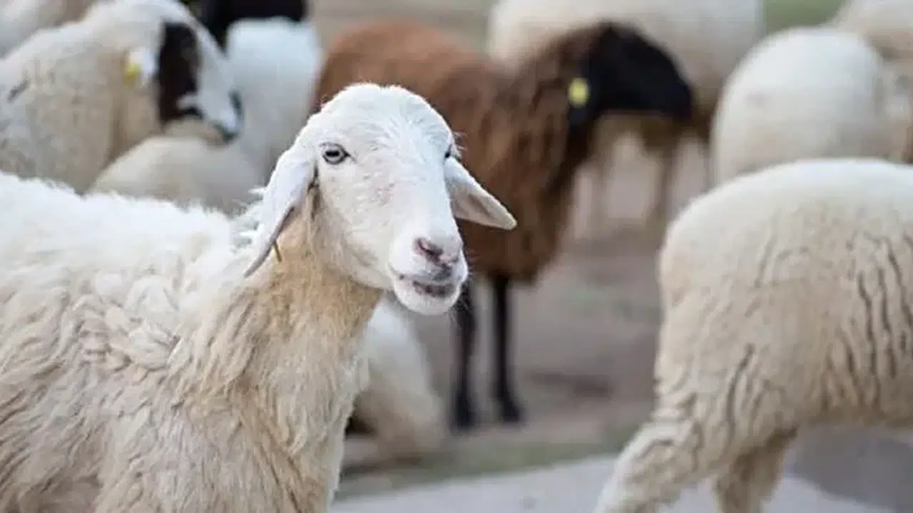 Kırsalda Bereket projesi başladı mı? 100 koyun desteği nasıl alınır, kimler başvurabilir, geri ödeme var mı?