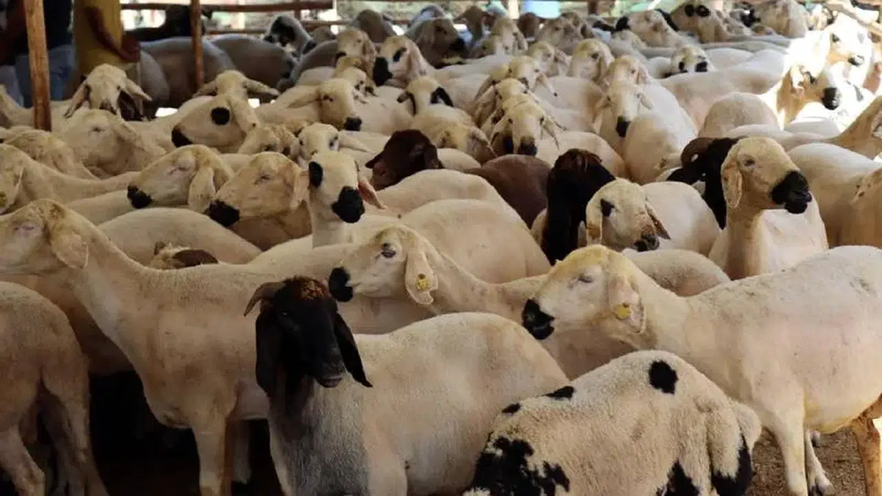 Kurban kesim bedeli ne kadar oldu? İşte Kızılay'ın 2026 yılı vekalet ücretleri!