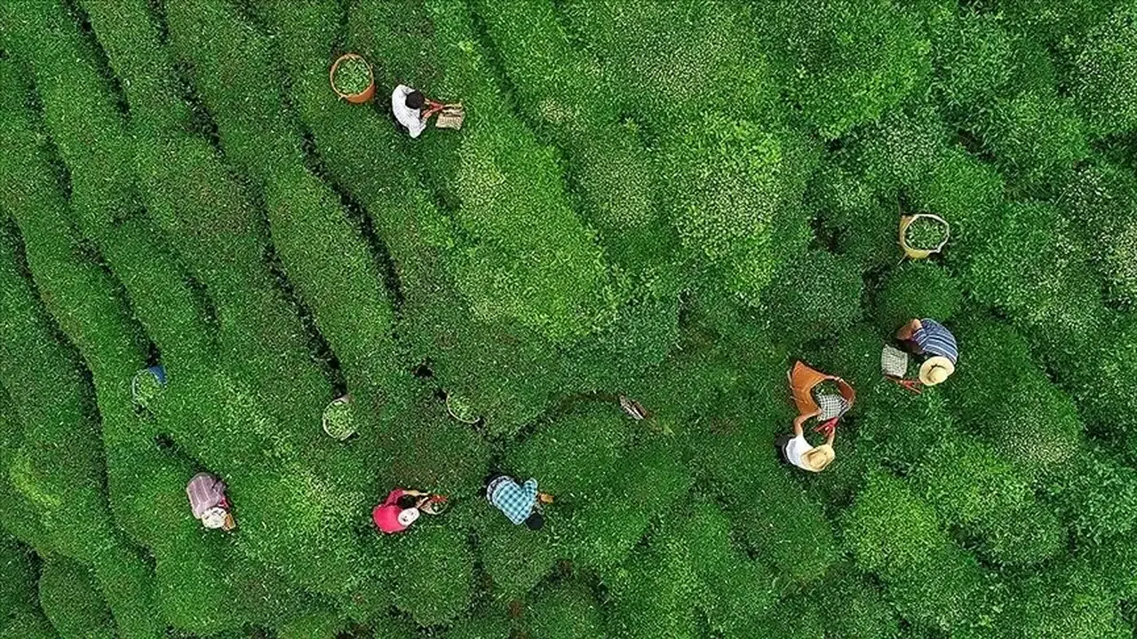 Çaykur personel alımı başladı mı, kaç kişi alınacak, şartlar neler, KPSS gerekli mi, yaş şartı var mı?