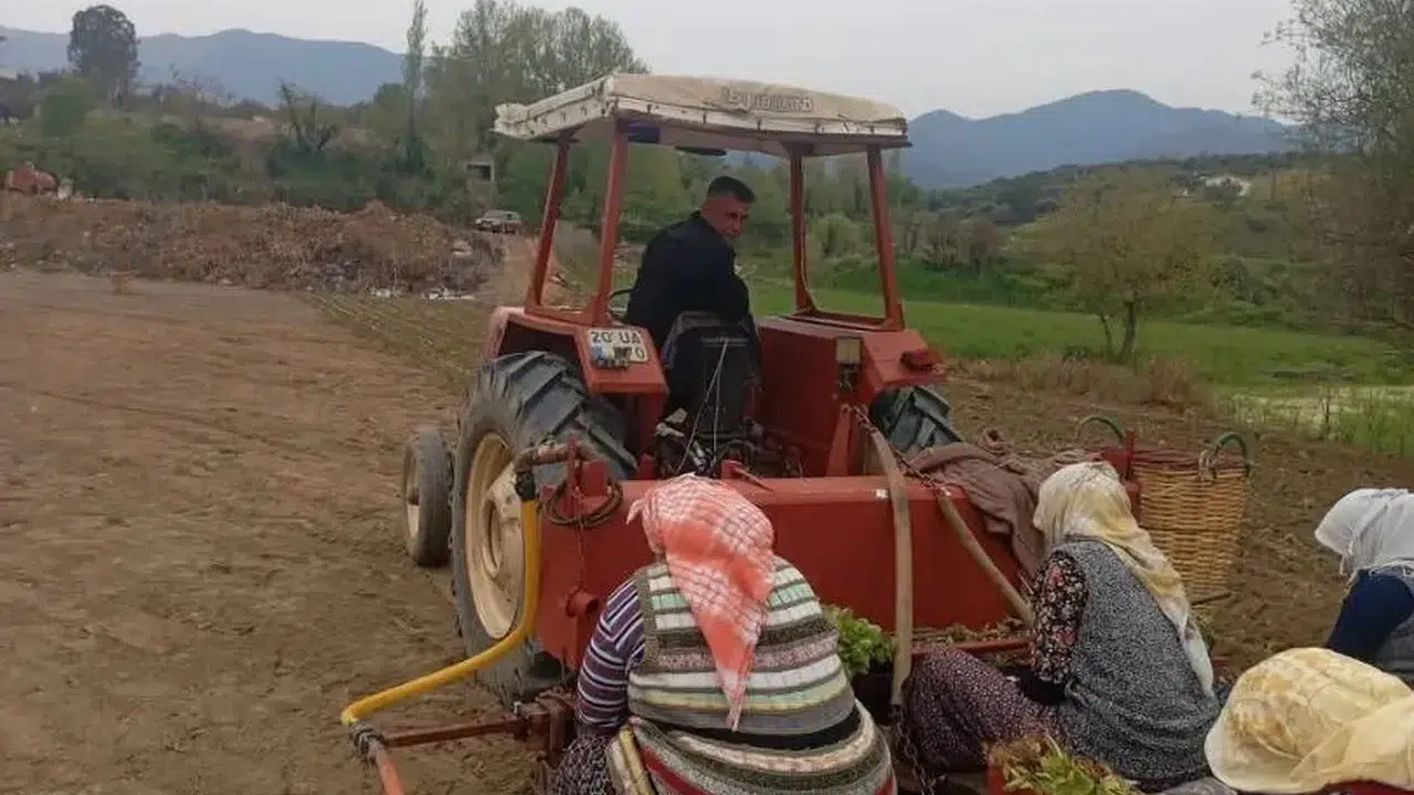 Tütüncü tarlaya indi ama cebi boş: Karacasu'da avans krizi kapıda!