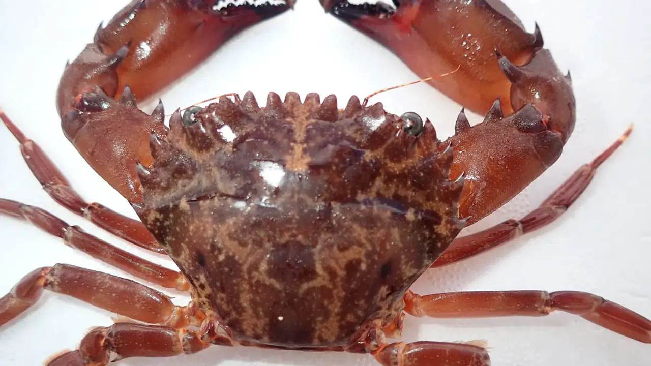 Akdeniz'de istilacı yengeç alarmı