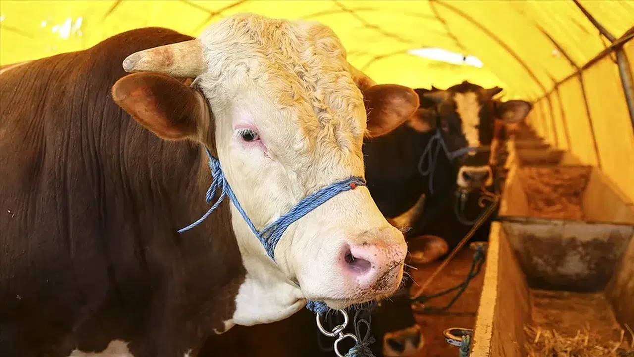 2026 kurban bedeli açıklandı mı, yurt içi ne kadar, yurt dışı kaç TL, bağış nasıl yapılır?