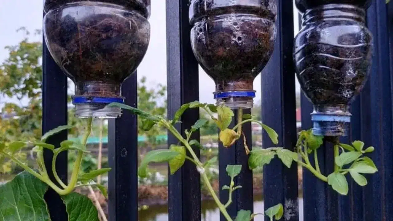 Neden daha önce yapmadım diyeceksiniz! Baş aşağı Domates yetiştirmenin 5 mucizevi faydası