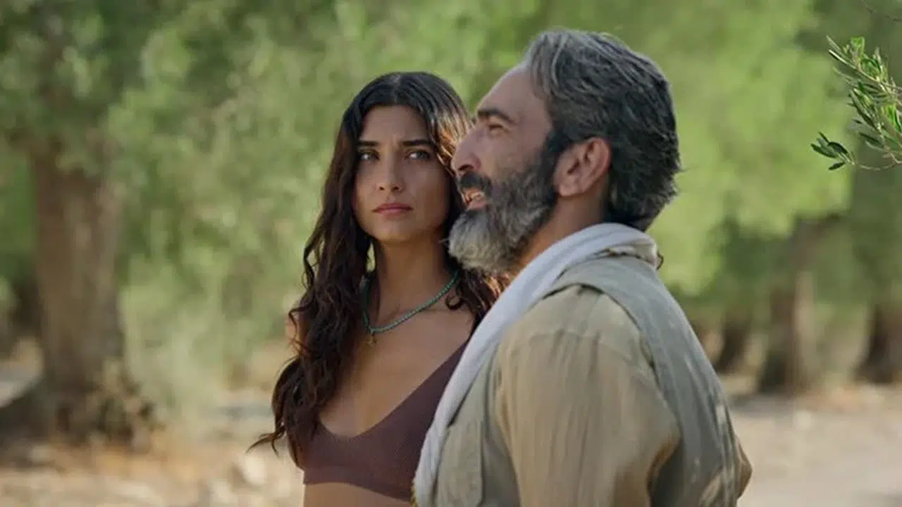 Ayvalık’ta Köklerin Hikayesi Devam Ediyor: Zeytin Ağacı İçin Geri Sayım!