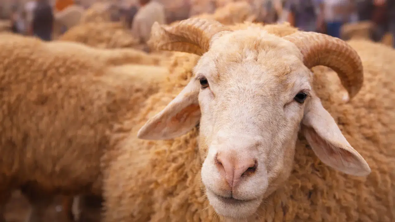 2026 Kurban Bayramı hangi gün? Arefe tarihi ne, tatil kaç gün sürecek, 9 gün olacak mı?