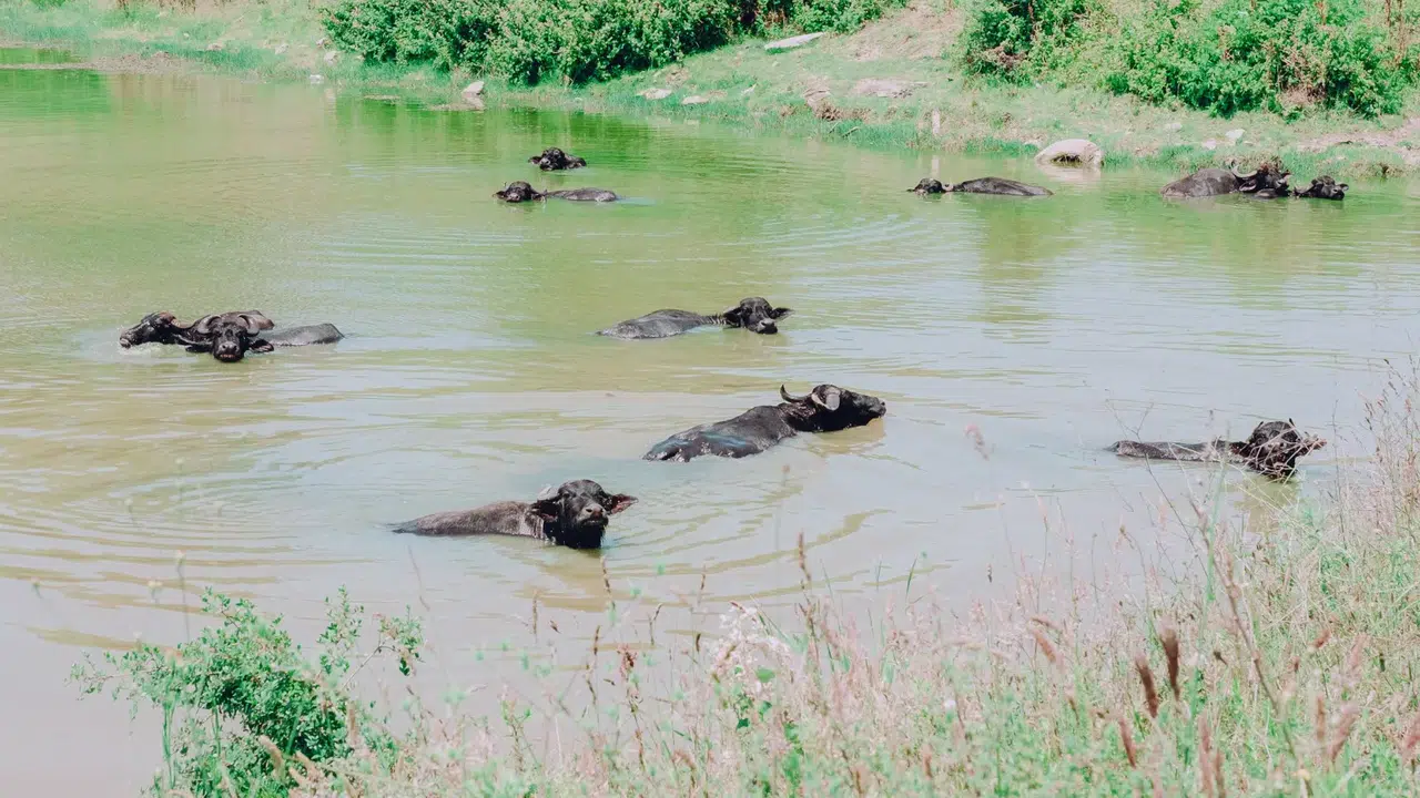 İstanbul’un manda mirası için büyük buluşma: Ağaçlı Köyü’nde festival heyecanı başlıyor!