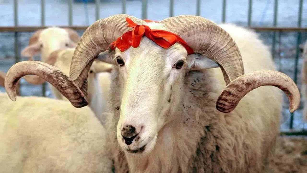 2026 kurban vekalet ücretleri belli oldu! Diyanet ve İhlas Vakfı rakamları duyurdu: İşte o liste!