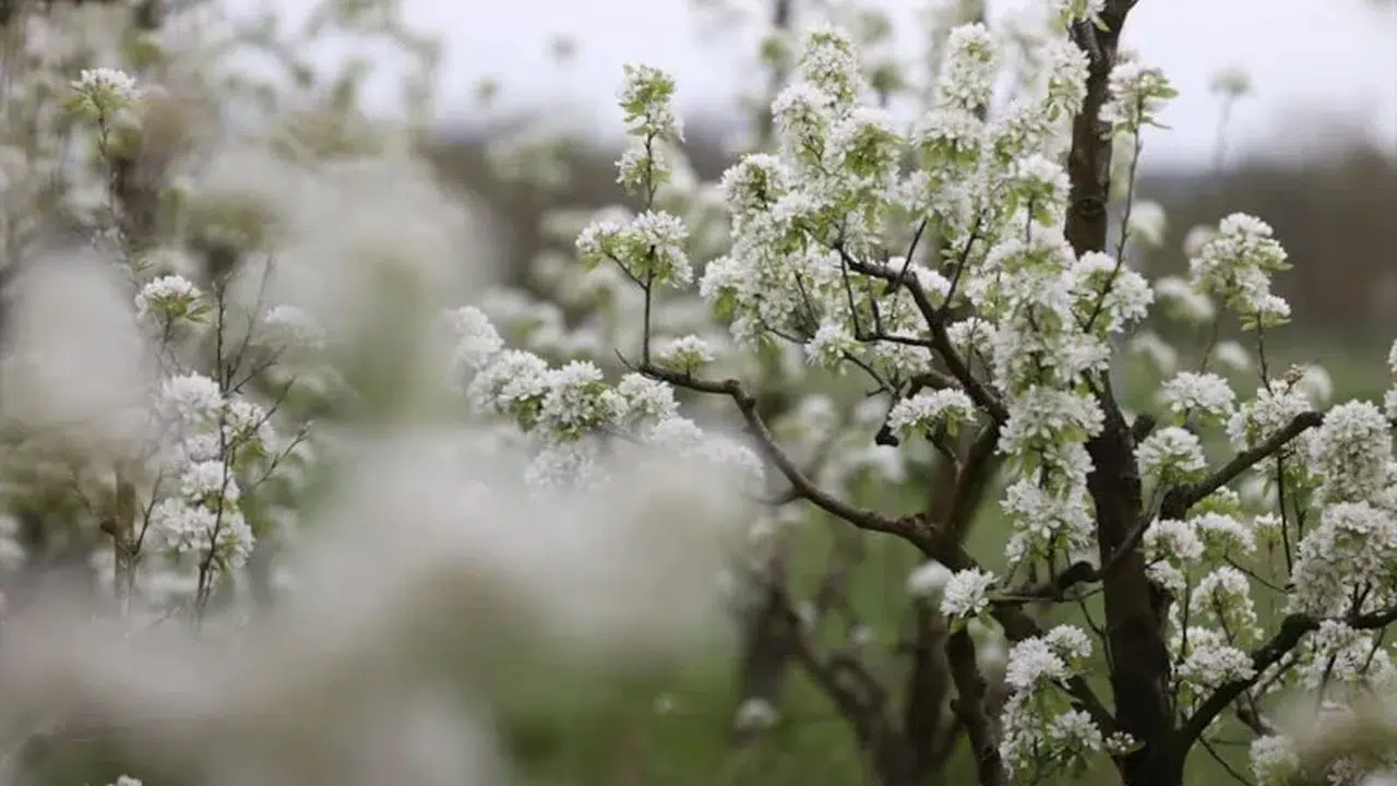Kırklareli'nde 'bahar' mesaisi: Kuştepe köyü kartpostalları aratmıyor!